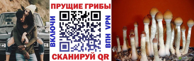 Псилоцибиновые грибы Psilocybine cubensis  Горняк 